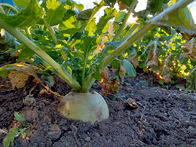 品種：長安青丸紅芯大根