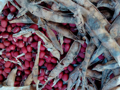 品種：宝早生小豆