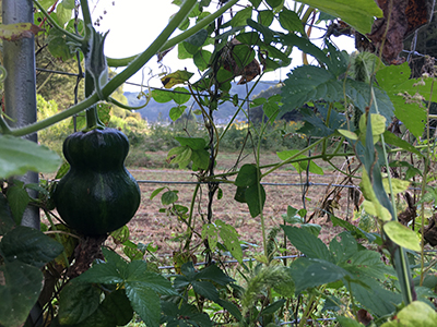 品種：鹿ヶ谷かぼちゃ