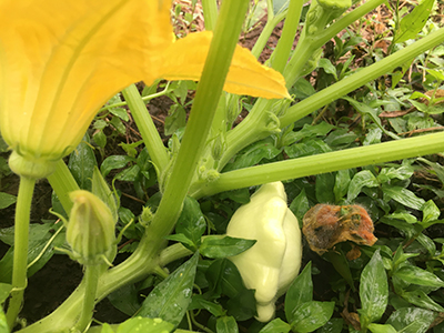 品種：パティパン　カスタードホワイト