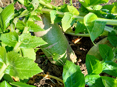 品種：信州支那青大根