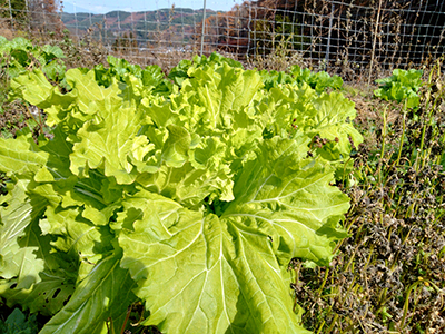 品種：山東ハクサイ