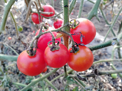 品種：ボルゲーゼ・トマト