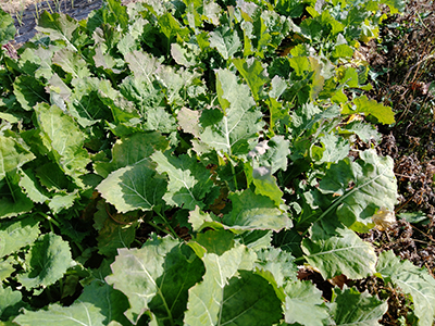 品種：ちりめん冬菜