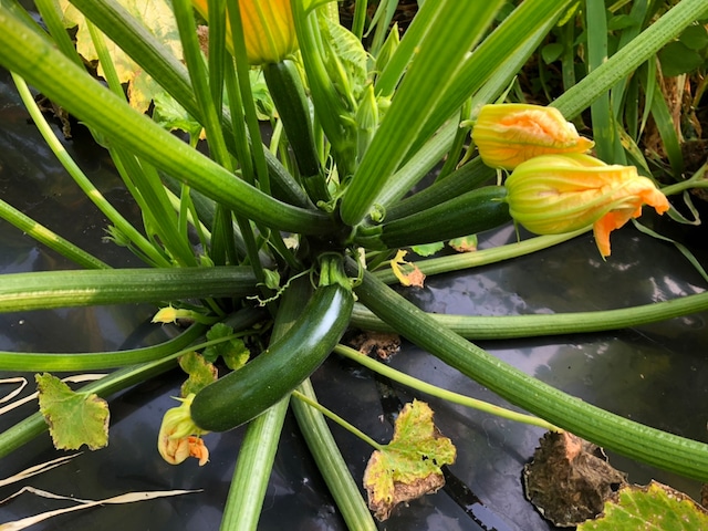 品種：ズッキーニ