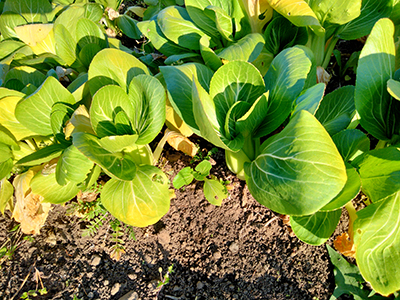 品種：チンゲンサイ