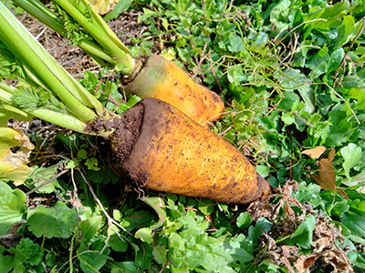 品種：金美にんじん