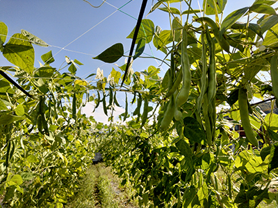 品種：モロッコインゲン