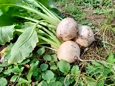 品種：サラダかぶ（ゆきわらし）